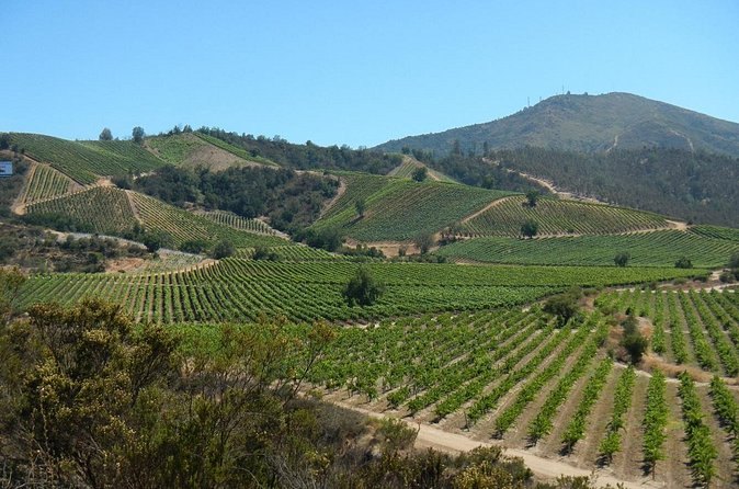 Green vineyard blocks on the rolling hills of the Casablanca Valley
