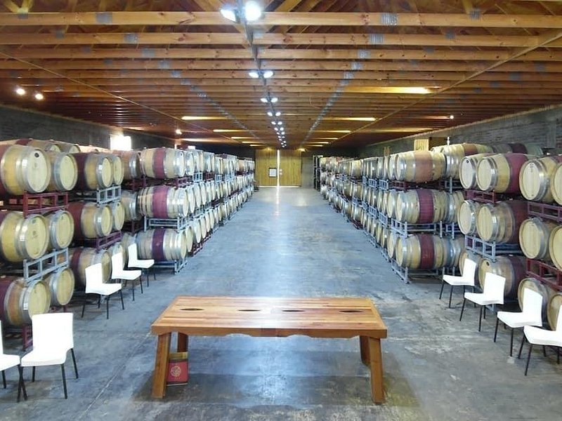 A long barrel hall in a Casablanca Valley winery, oak barrels stacked down both walls