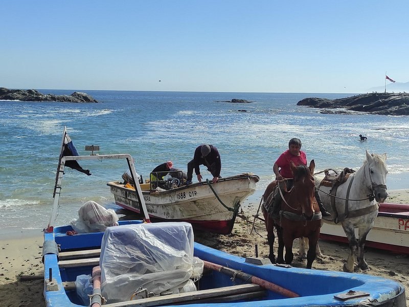 Wooden fishing boats drawn up on a stony shore north of Valparaiso, a horse on the sand