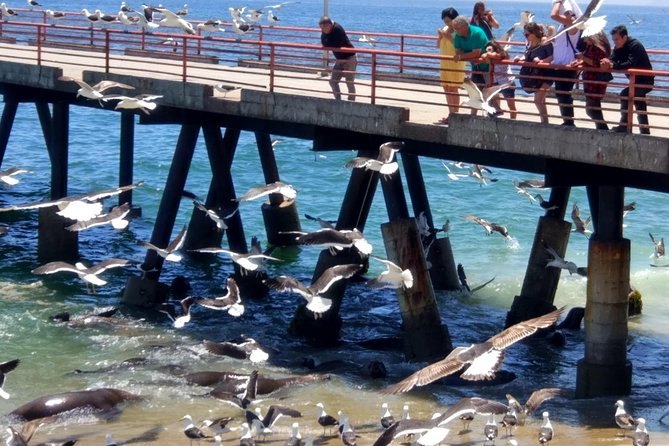 Gulls and pelicans crowding the water beside a fishing pier on the bay