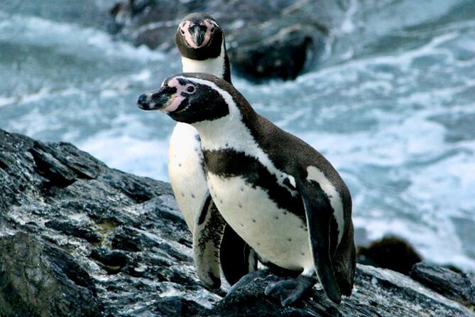 A Humboldt penguin standing on wet rock above the water