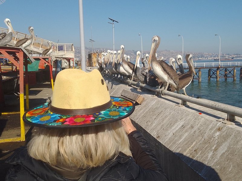 A line of pelicans perched along a rail above the sea on the Valparaiso coast