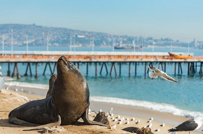 A sea lion hauled out on a wooden pier on the bay, gulls on the water beyond