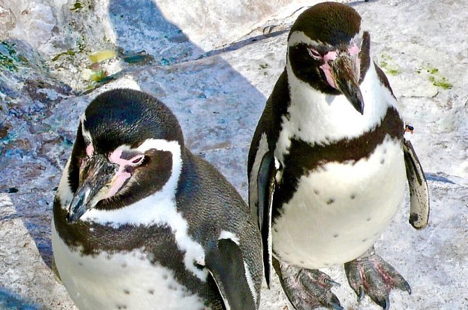 Two Humboldt penguins side by side on a rock ledge